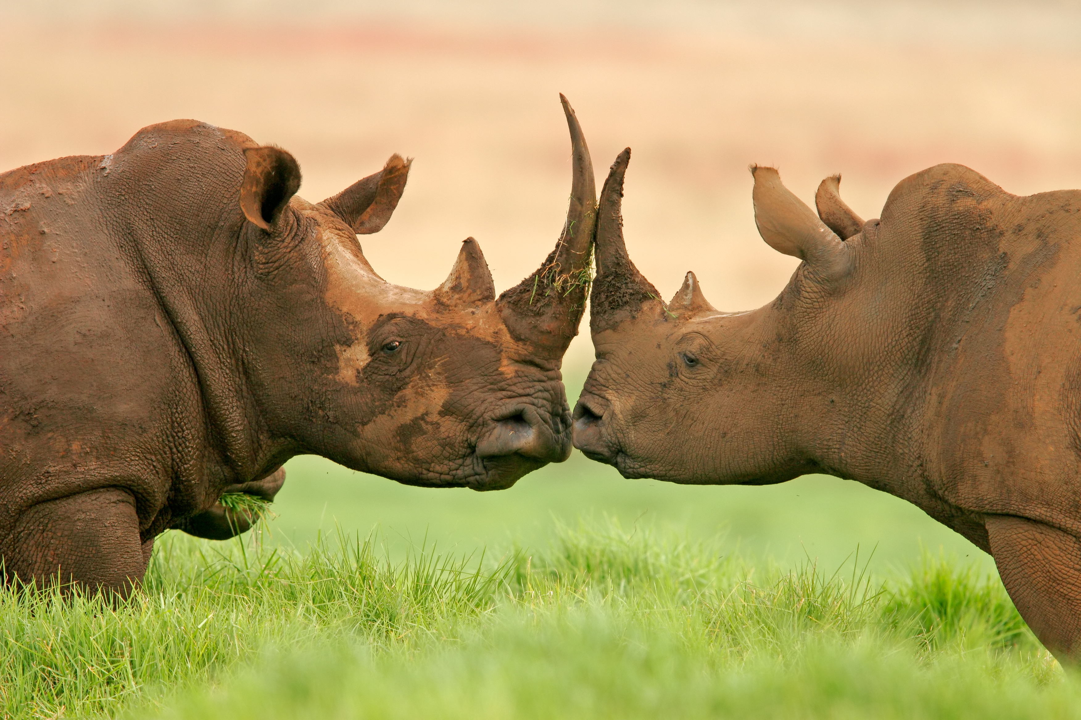 Носорог это какое животное. Суматранский носорог спаривания. Широконосый носорог. Белые носороги в ЮАР. Африканский белый носорог.