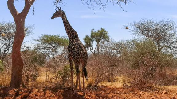 Kolmen kansallispuiston kierros Keniassa -blogi