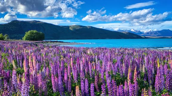 Kauniit-lupiinit-kukkivat-Lake-Tekapo-Uusi-Seelanti