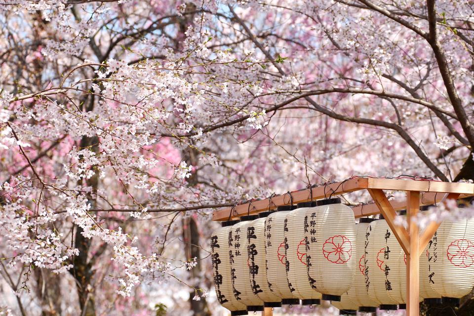 Kirsikankukkia-ja-lyhtyja-Japani-sakura