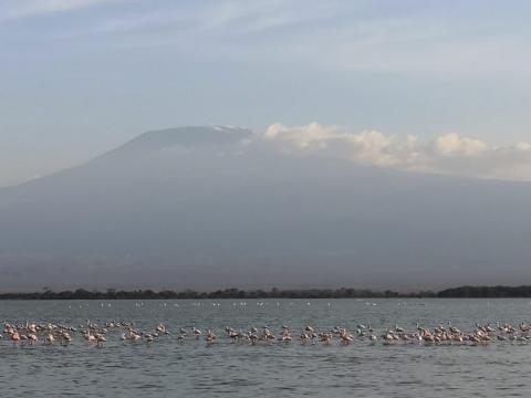 Kilimanjaro ja flamingot Amboselissa