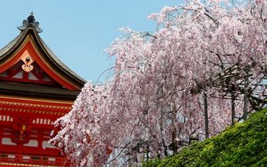 Sakura-Japani-blogi