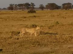 Gepardi aamun sarastuksessa Amboselissa