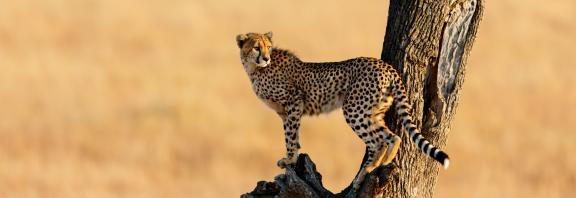 Cheetah-Masai Mara-Kenia-Olympia