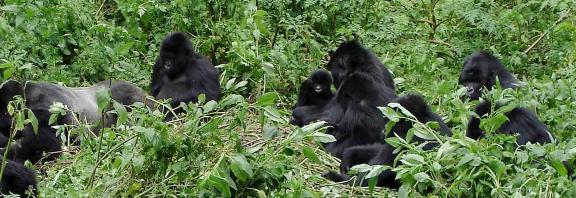 Gorilla-perhe-Uganda-Olympia