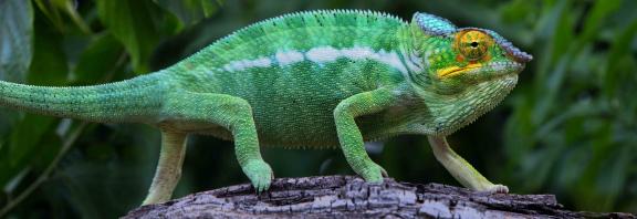 Kameleontti-Madagascar-Olympia