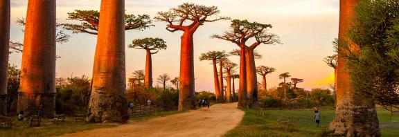 Kauniita-Baobab-puita-auringonlaskun-aikaan-Madagaskar-Olympia