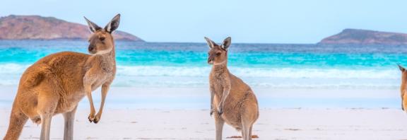 Kengurut-rannalla-Australia-Olympia