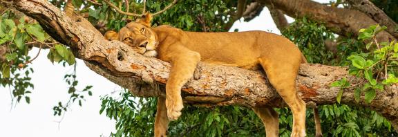 Leijona-lepaa-puussa-banneri