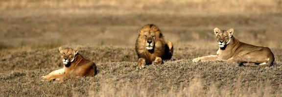 Leijonat-safariajo-Etela-Afrikka-Olympia