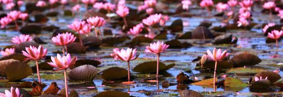 Lotuksen-kukkia--Udon-Thani-Thaimaa-Olympia