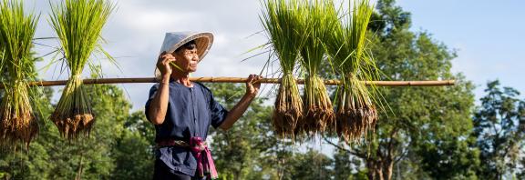 Nuori-viljelija-kantaa-riisin-taimia-pellolla-Olympia