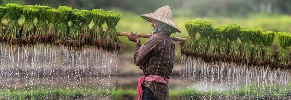 Riisipelto ja mies_Vietnam