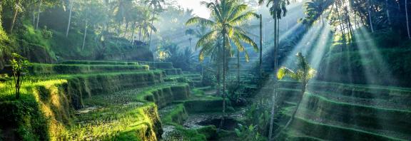 Riisiterasseja-Ubud-Bali