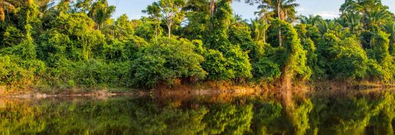 Vehrea-luonto-Suriname-Olympia