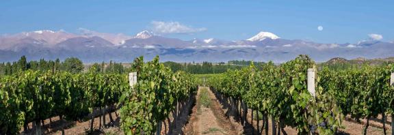 Viiniviljelmiä Argentiinassa