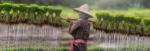 Viljelijä-riisipellolla-Laos