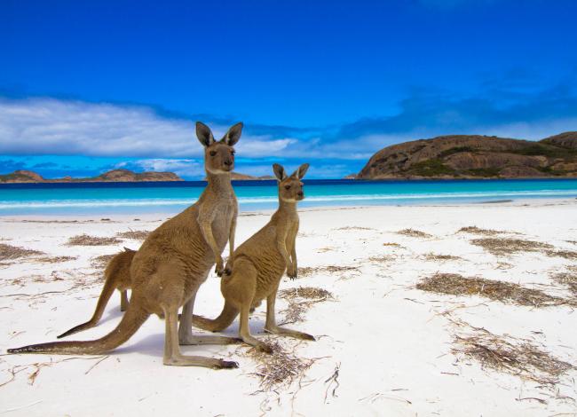 Kengurut-poseeraavat-Kangaroo-Island-Australia