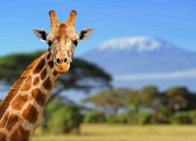 Kirahvi-Amboseli-Kenia