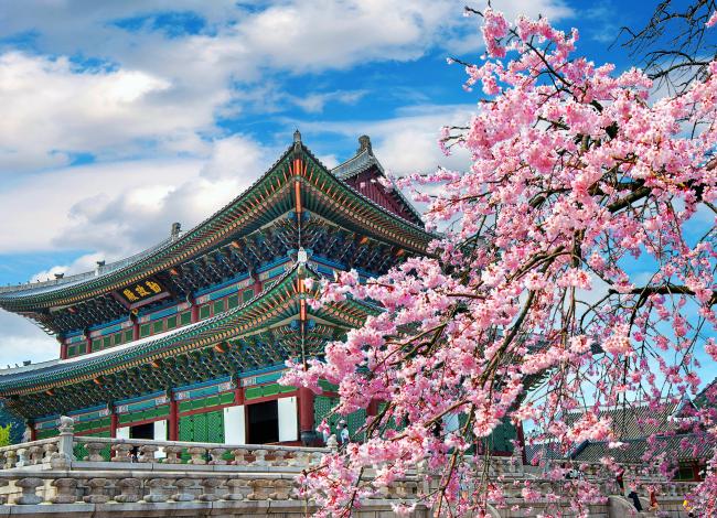 Kirsikankukkia-Soulissa-Etela-Korea