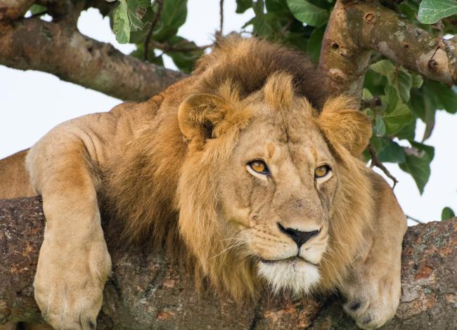 Leijona-puussa-Etela-Afrikka-Olympia