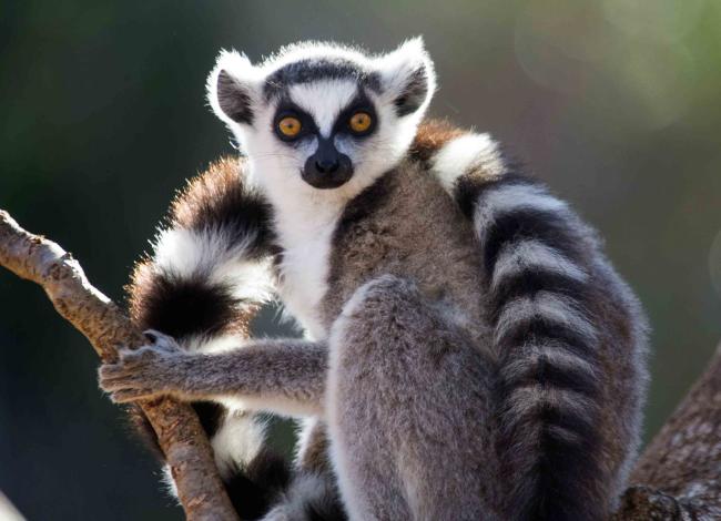 Madagascar-on-makien-koti