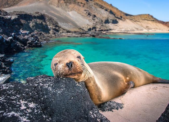 Merileijona-lekottelee-rantakalliolla-Galapagos