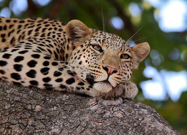 Nautiskeleva-leopardi-Botswanassa-safarilla