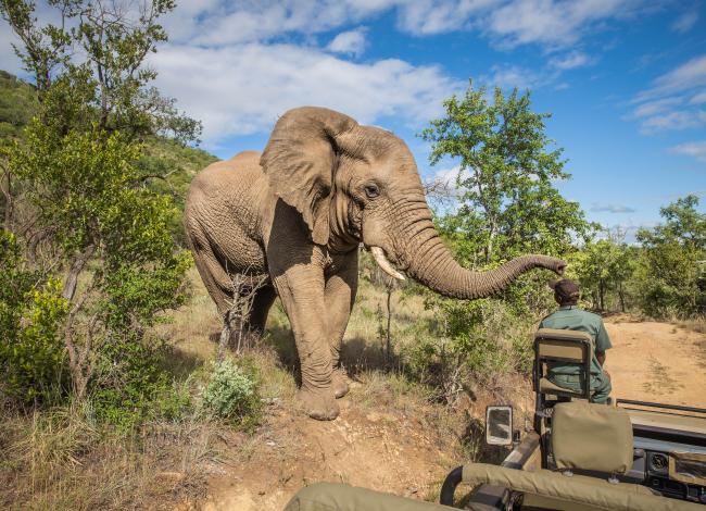 Norsu-Krugerin-kansallispuisto-Etela-Afrikka