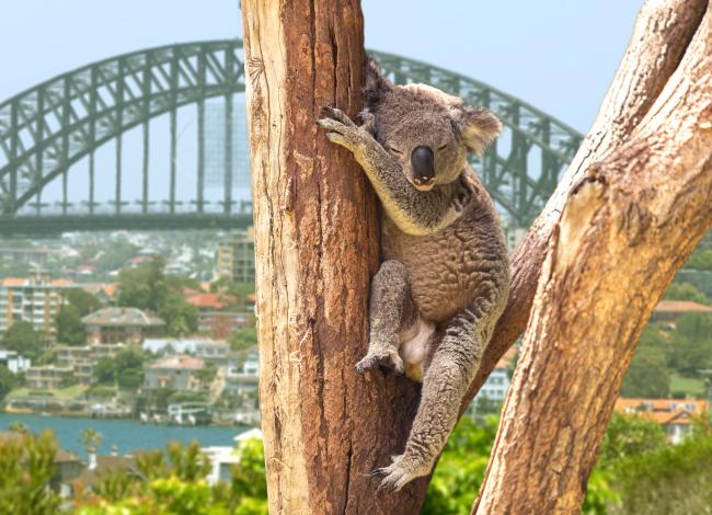 Nukkuva-koala-Sydney