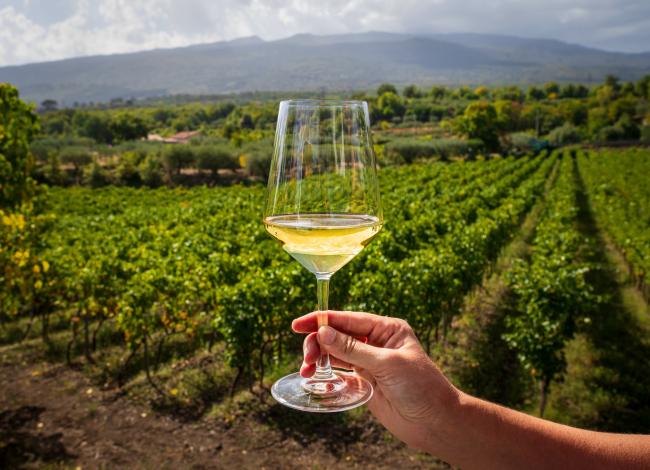 Viinitila-vierailu-Vinicola-Ioppa-Italia