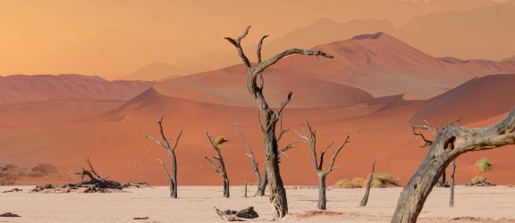 Ikivanhat-kuivuneet-akaasiapuut-Deadvlein-Namibia-Olympia