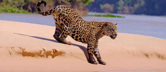 Jaguaari-Porto-Jofre-Brasilia