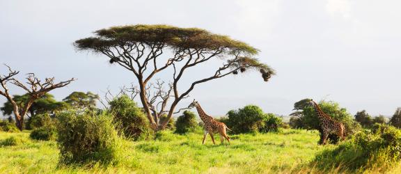 Kirahveja-Amboselin-kansallispuistossa-Kenia