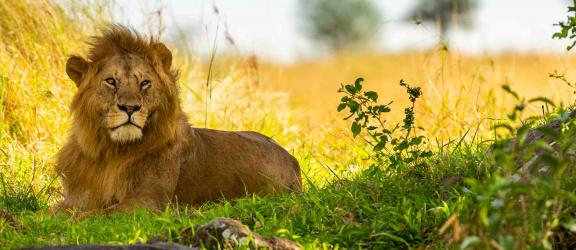 Leijona-lepaa-Serengeti-Tansania-Olympia