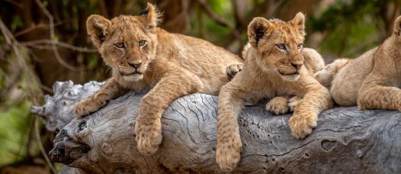 Leijonanpennut-Etela-Afrikka