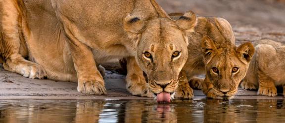Leijonaperhe-juomassa-Hwange-Zimbabwe-Olympia