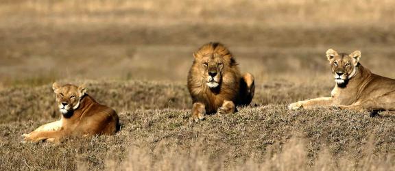 Leijonat-safariajo-Etela-Afrikka-Olympia
