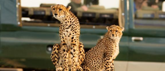 Leopardeja-safariajelulla-Masai-Mara-Kenia-Olympia