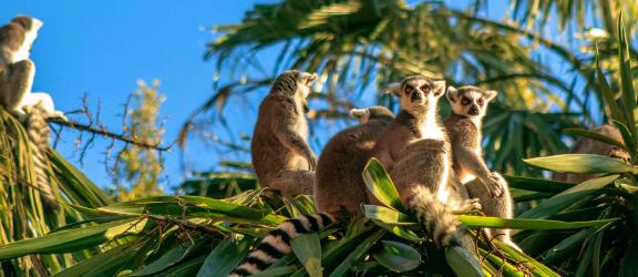 Makit-paivystaa-puussa-Madagascar-Olympia