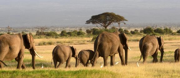 Norsulauma-Amboselin-kansallispuisto-Kenia