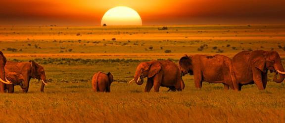 Norsut auringonlaskun aikaan Itä-Tsavo Kenia- Olympia