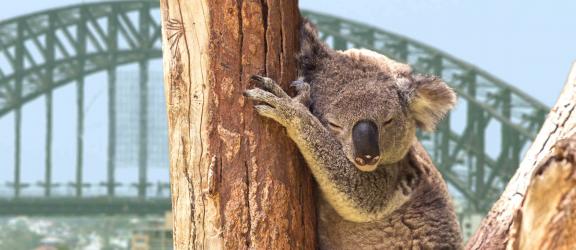 Nukkuva-koala-Sydney-Australia-Olympia