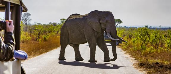 Safariajo-Etelä-Afrikka-Olympia