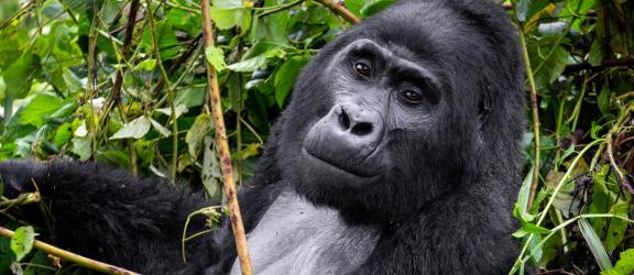 Uganda-ja-Ruanda-Olympia