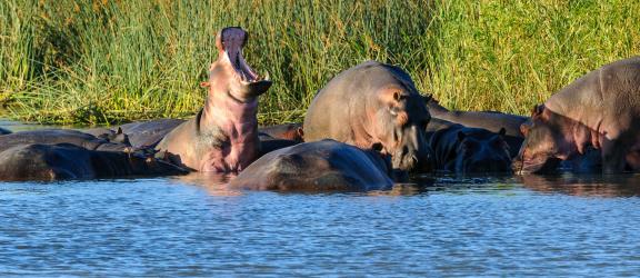 Virtahevot-iSimangaliso-Etela-Afrikka-Olympia