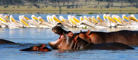 Virtahevot-ja-pelikaanit-Naivashajarvi-Kenia-Olympia