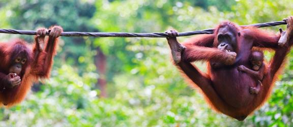 hellyttävät orangit Borneo-Olympia