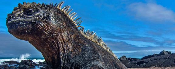 Iguaana-paistattelee-päivää-Galapagossaaret-Olympia