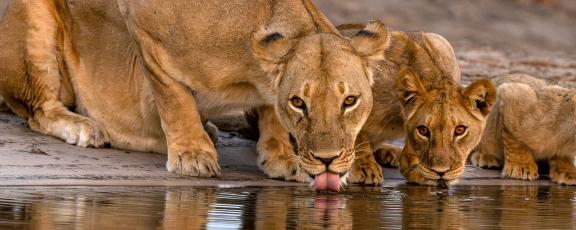Leijonaperhe-juomassa-Hwange-Zimbabwe-Olympia